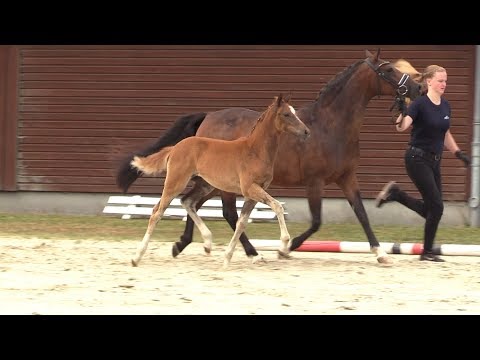 Auktionsfohlen Nr 72 SF v. Dark Dornik - Bolero