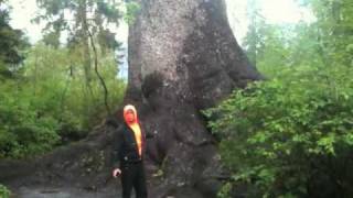 preview picture of video 'Epic Adventures: With Rod Lumbard Jr Ferguson The Third -- Quinault Rainforest Chapter PART 1'