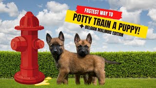 Fastest way to potty train a puppy