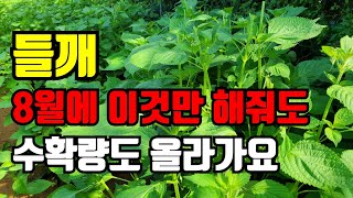 들깨 8월에 마지막으로 해야할일 이것해주면 수확량 올라가요