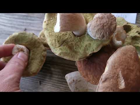 Grzyby jadalne dla początkujących. Cz 3. Grzyby z sitkiem: borowik, podgrzybek, maślarz, koźlarz