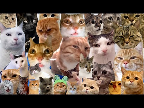 CAT MEMES ROAD TRIP COMPILATION 1 HOUR