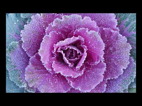 1819 in music Wikipedia Article Audio