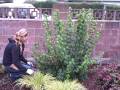 How To Prune or Pinch Mock Orange or Philadelphus shrub