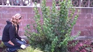How To Prune or Pinch Mock Orange or Philadelphus shrub