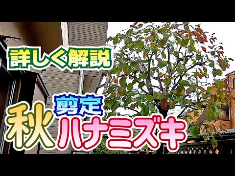 園芸 パゴダハナミズキ、議論されたハナミズキ