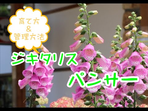 園芸 パンサープラント