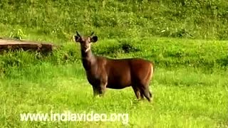 Deers seen in the fauna of Kerala