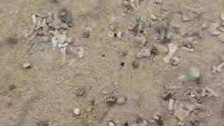 preview picture of video 'hermit crabs in Onnason(Onna Village), Okinawa'