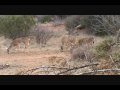 BOWHUNTING WEST TEXAS- BROKEN POINT ...