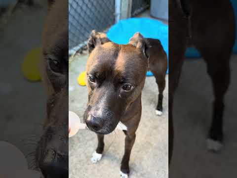 Pez, adoptable American Pit Bull Terrier / Bull Terrier at Chicago Animal Care and Control