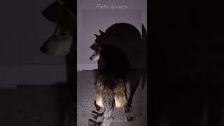Download lagu funny dog video 😂 #dogs #dogshorts #petshorts #pets #doglove #shorts #petslovers mp3