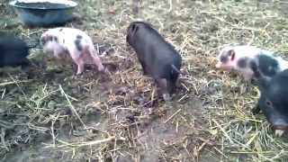 preview picture of video 'Minnesota Minipig in Hollókő Hungary'