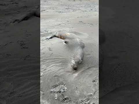Dead Seal on the beach