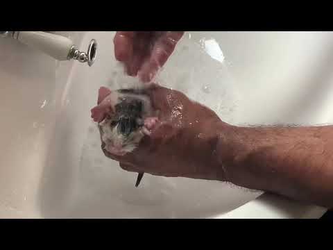 Masrooj&The New Born Kitten-Giving a kitten Flea Bath-Day 2 Till Day 16 of it’s Growth#kitten#cat