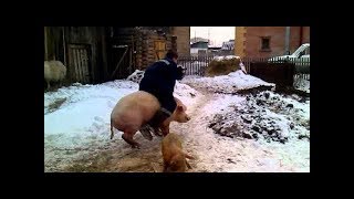 Самая свежая подборка приколов за 2018