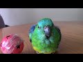 😍RED RUMP PARROT ALWAYS HAS SOMETHING TO SAY❤🦜parrot lover