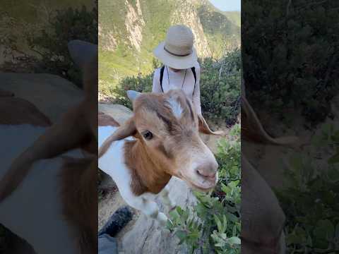 Arlington Peak | Dragon’s Back Ridge | Baby Goat Hiking | Santa Barbara’s Iconic Hike | Panorama