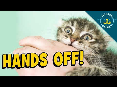 The Wrong Way To Play with Your Cat