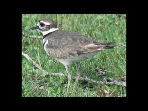 Dotterel Bird Call
