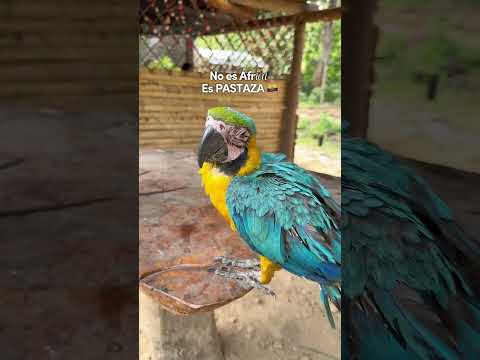 No es África, es Pastaza, Ecuador