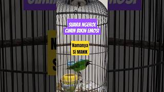 Download lagu Suara Cucak Ijo Mini Ngerol Gacor Cimin Jomin Bikin Emosi Lawan mp3