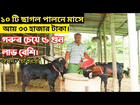 ১০ টি ছাগল পালনে বছরে আয় করুন ৪ লক্ষ টাকা। কিভাবে? Goat farm