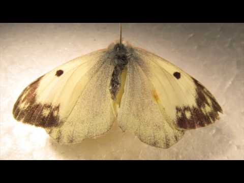 Lepidoptera erkennen