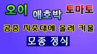 [텃밭농부. 1,030]  오이. 애호박. 토마토 모종 정식 이렇게 했습니다. #오이재배 #토마토재배 #애호…