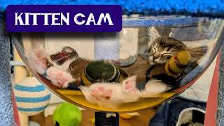 Kitten Room: Day 116 - Nix & Titania leave @ 5pm PST