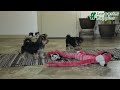 Morkie dogs for sale: Mr. Bill - Video 1