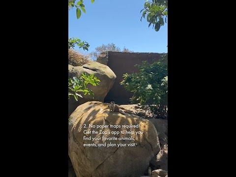 4 Tips for Visiting the San Diego Zoo