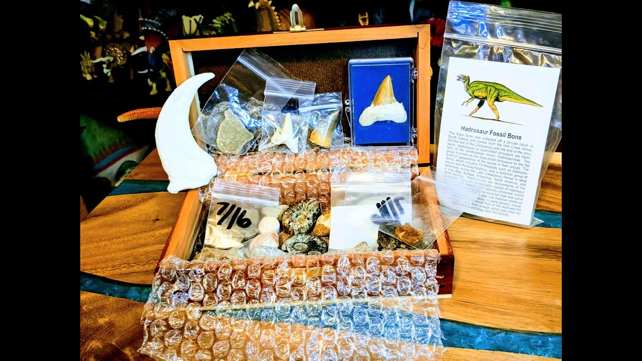 Fossil Collection