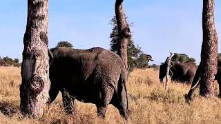WILD Elephants TAKE OVER Safari Road!💯
