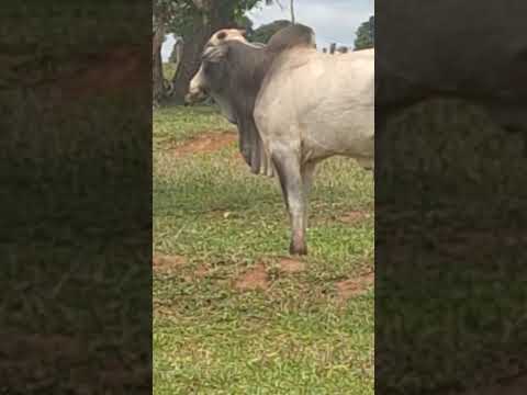 Vende-se São Francisco de Sales -MG     Encontra-se à venda uma propriedade rural de 25,5 alqueirão