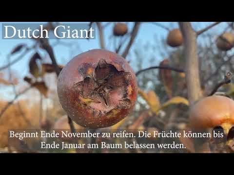 Neue Mispelsorte Dutch Giant