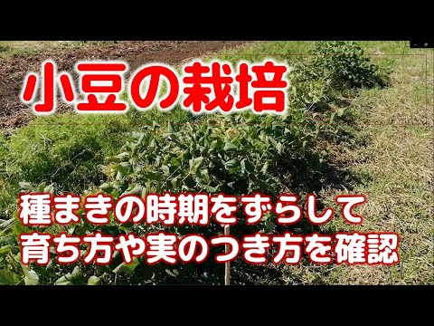 園芸 小豆の種まき方法は?