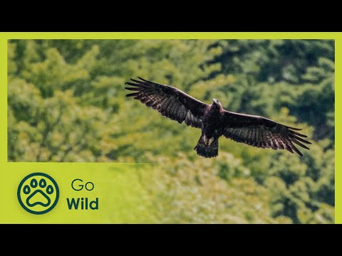 King of the Mountains – Golden Eagle | Go Wild
