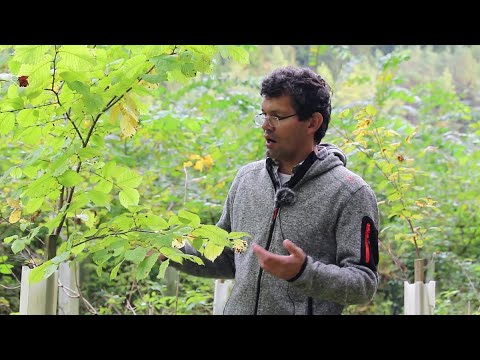 Waldwirtschaften Kompakt - Ist die Flatterulme ein Baum für den Klimawandel?