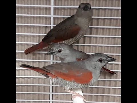 Pytília červenokrídla (Pytilia phoenicoptera) — video o speve a chove