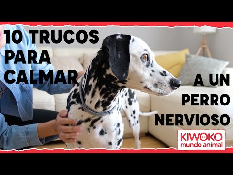 How to Calm a Nervous Dog 🐶💥 【10 Unfailing Tips】✅✅