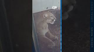 Four more confirmed cougar sightings in Corvallis, Oregon as police ask people to be on alert