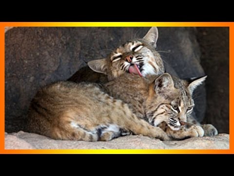 Wild Cat Breed- Bobcat Mating Dance And Giving Birth In Love