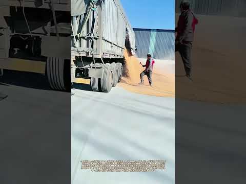 栓を解く：貨物トラックの側面ドアから穀物が流れ出す瞬間