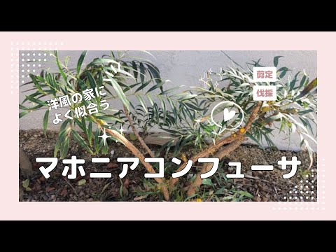 マホニア「ウィンター・サン」 植物