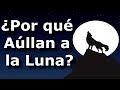 Por Qué los Lobos Aúllan a la Luna - Leyenda del Pueblo Innu