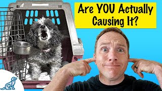 Is Your Dog Barking In Their Crate? Here