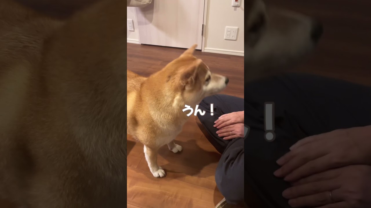 どっちが犬？？#柴犬 #返事する犬