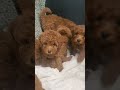 Mini Goldendoodle dogs for sale: Raven - Video 1