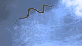 French Fries - White Screen